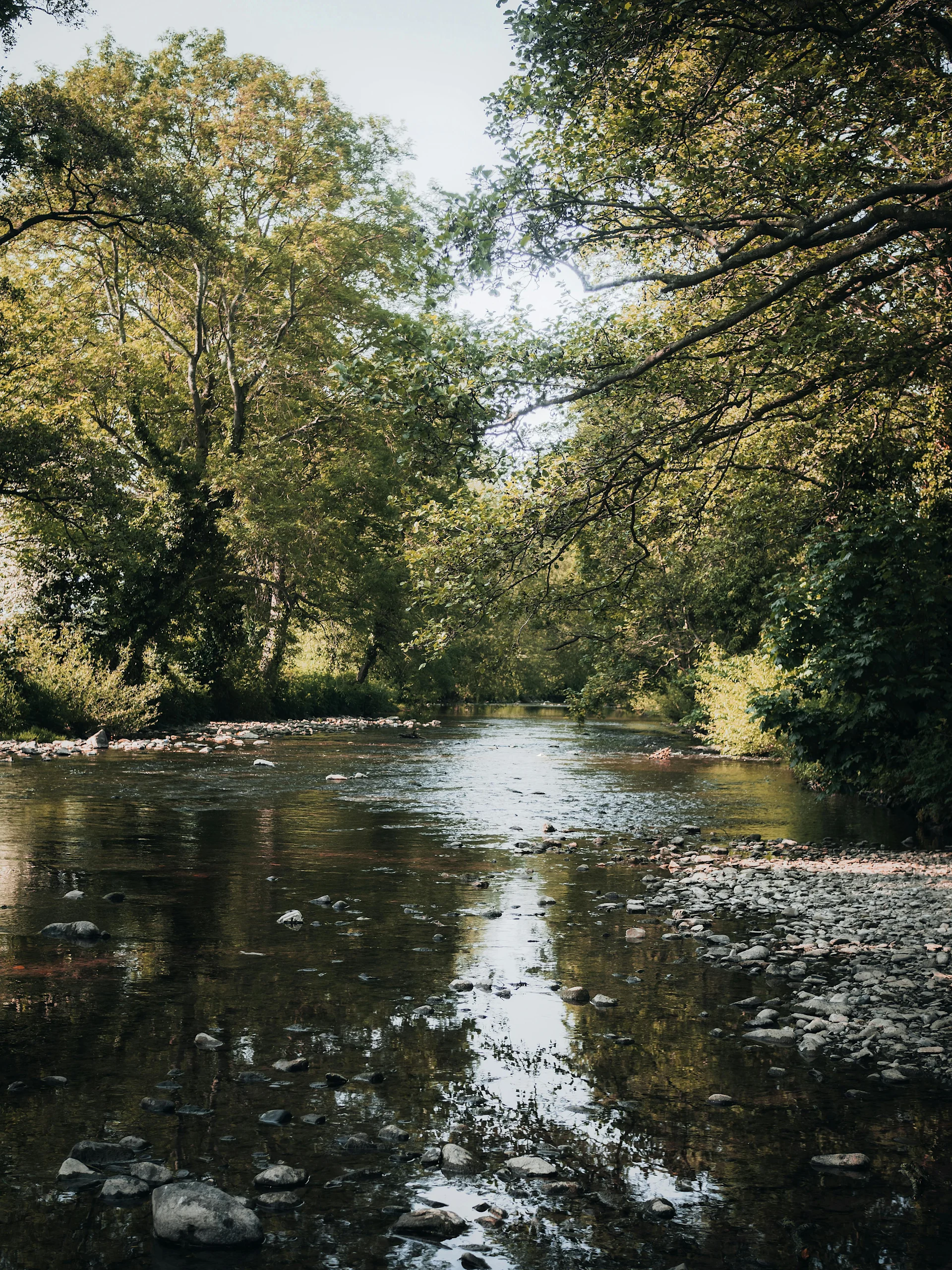 Scenic View of River and Trees